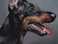 Doberman